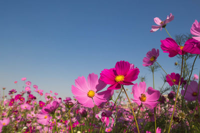 Close-up of pink cosmos flowers against clear sky