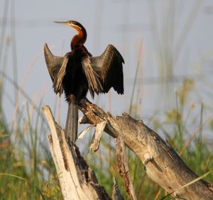 Bird perching on a branch