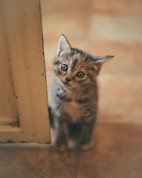 High angle portrait of kitten sitting on floor