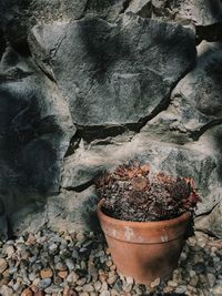 Close-up of potted plant on stone wall