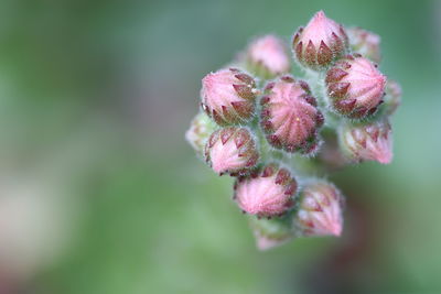 Close-up of pink flower buds