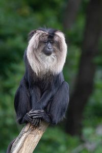 Monkey sitting on wood