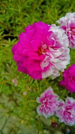 Close-up of insect on pink flower