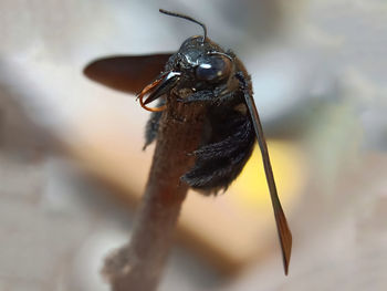 Close-up of fly