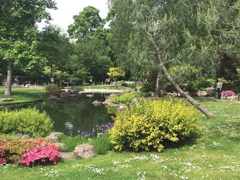 Trees and plants in park