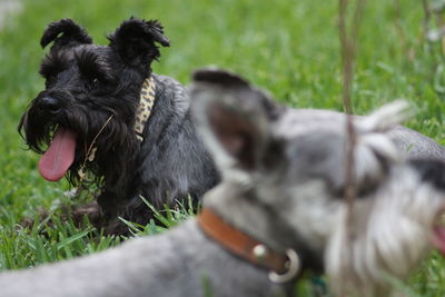 Close-up of miniature schnauzers on grass in park