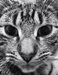 Close-up portrait of cat