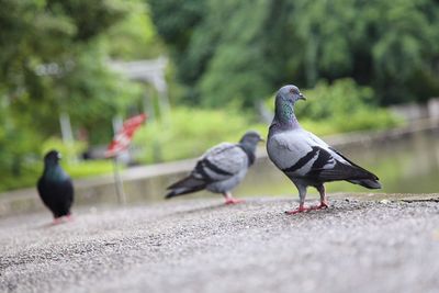 Surface level of pigeons perching on retaining wall