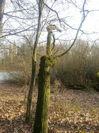 Close-up of tree against sky