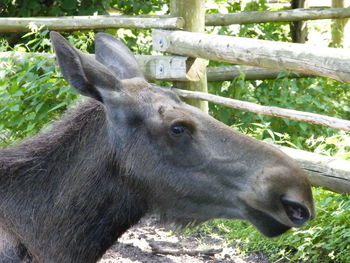 Close-up of deer