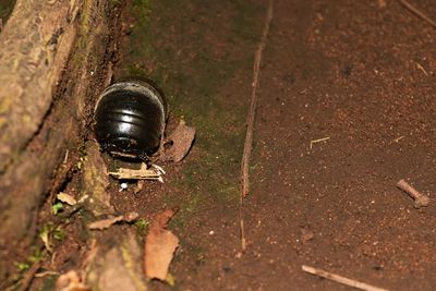 High angle view of snail on land