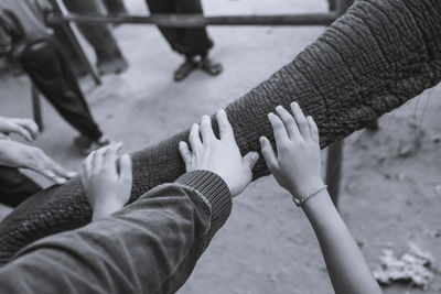 Cropped hands touching elephant trunk