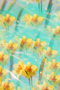 Flowers on a holographic background. the koleidoscope effect. bouquet of daffodils.