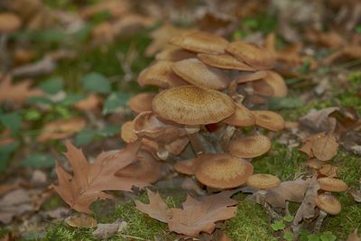 Close-up of mushrooms growing on land