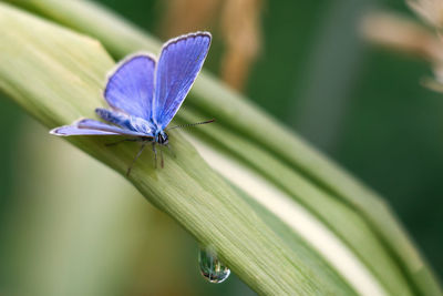 Blue butterfly on green nature background. common blue butterfly with open wings