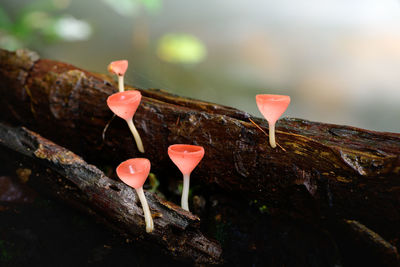 Close-up of red mushroom growing on wood