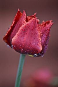 Close-up of wet red flower