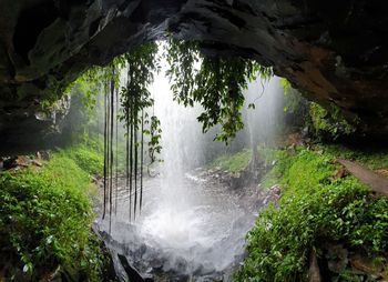 Scenic view of waterfall in forest