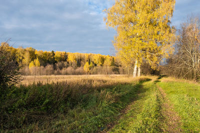 Trees on field against sky during autumn