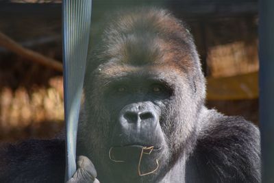 Close-up portrait of monkey in zoo