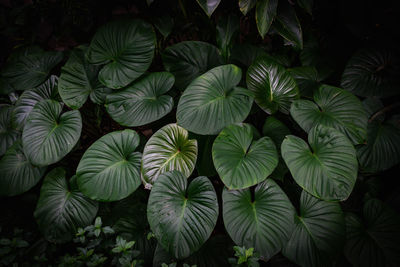 Plants growing in garden