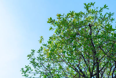 Low angle view of tree against clear blue sky