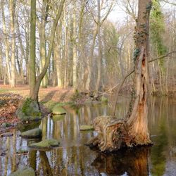 Reflection of trees in lake