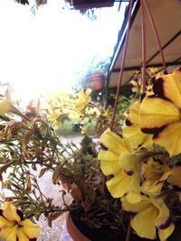 Close-up of flower against blurred background