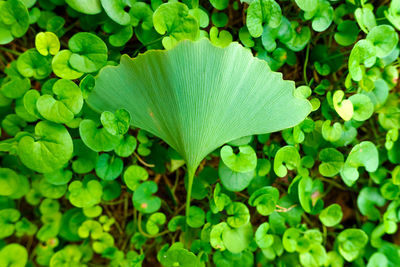 High angle view of plant growing on field