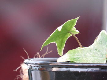 Close-up of potted plant against white background