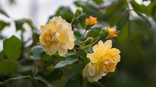 Close-up of yellow flower