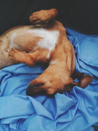 Close-up of dog sleeping on bed