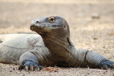 Komodo that has a face like a dragon, is a rare animal that is owned by indonesia
