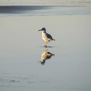 Bird perching on a lake