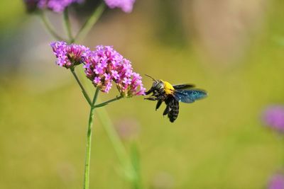 Close-up of butterfly pollinating on purple flower