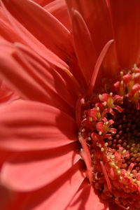 Close-up of pink flowers