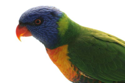 Close-up of parrot perching on rock against clear sky