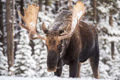 Moose standing in forest during winter