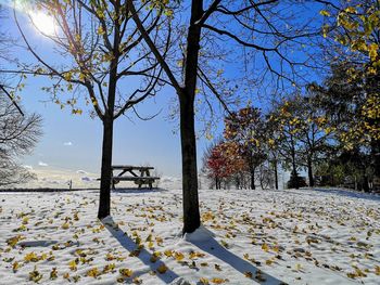 Trees on snow covered field during winter