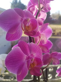 Close-up of pink orchids