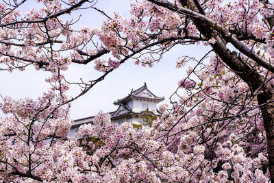 Low angle view of pink cherry blossoms in spring