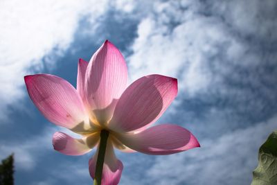 Close-up of pink frangipani blooming against sky