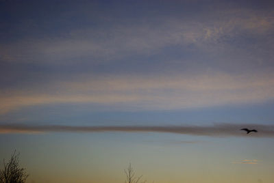 Silhouette birds flying against sky during sunset