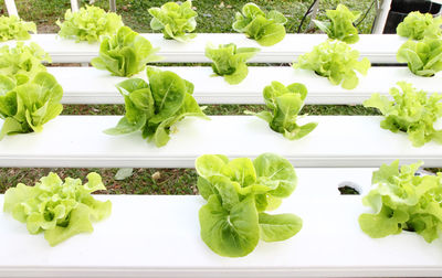 High angle view of chopped vegetables on plant