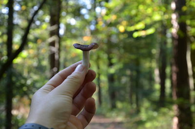 Close-up of hand holding leaf against trees