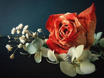 Close-up of red rose against black background