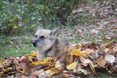 Close-up of dog on dry autumn leaves