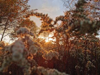 Close-up of frozen plant during winter