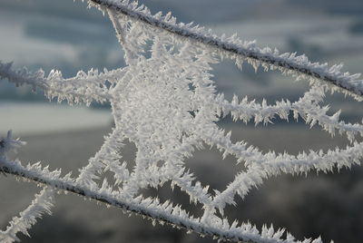 Close-up of frozen tree against sky