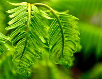 Close-up of plant